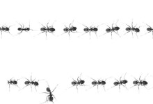 Keeping Ants Out of Doors