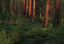 Future of Sequoias: Fine Art Photography of Sequoia and Kings Canyon National Parks by Jeff Jones