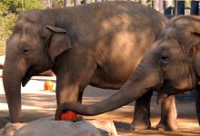 Turkey Day Child’s Play