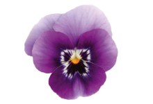 Pansies for Your Winter Garden