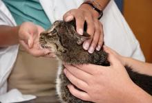 How Often Should Your Pet Go to the Vet?