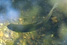 Recovery Plan Envisions 4,150 Steelhead in S.Y. River