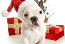 Love and Kindness This Holiday Season