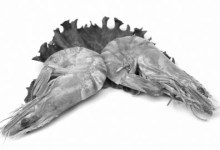 Ridgeback Shrimpin Pernod Cream