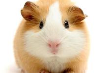 The Guinea Pig: Who Could Resist This Face?