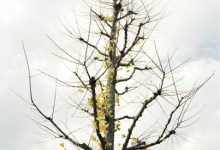 Here, There and Back Again; Photographs from Texas, Japan and California by Kate Connell.