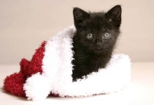 Keeping Pets Safe This Holiday Season