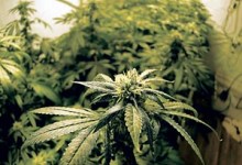 Shakedown From Feds Imperils Medicinal Marijuana