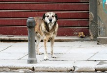 What To Do When You See a Stray Animal