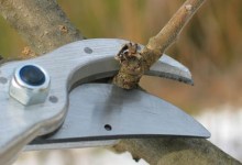 Pruning Deciduous Fruit Trees