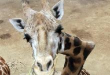 Crooked Neck Giraffe Dies at 21