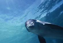 Surfing with Dolphins