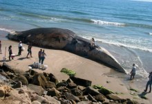 Marine Sanctuary Looks to Protect Blue Whales