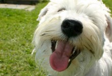 What’s Your Dog’s Real Age?