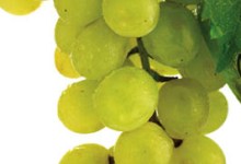 Japan’s Gift to Wine Lovers