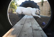 Dioji Offers Owner-Approved Pooch Pampering