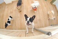 Loose Pooch Social Club Offers Doggy Daycare Done Right