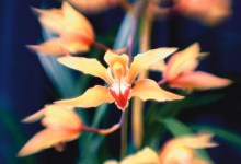 Annual Orchid Show