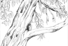 Eucalyptus Trees Take Root in California