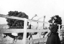 Question: ‘Weren’t there ostrich farms around here at one time?’