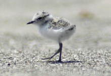 Improved Plover Protection from Dogs