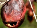 Ridding Fruit Trees of Menacing Larvae