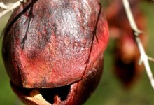 Ridding Fruit Trees of Menacing Larvae