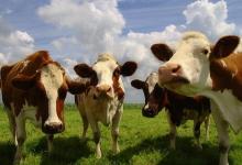 Downed Cow Disgrace