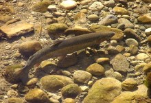 The Comeback Fish