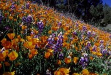 Wildflowers in Bloom