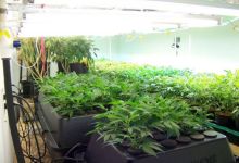 Detectives Find Sophisticated Goleta Grow