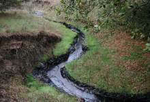 Greka’s Monkey Business