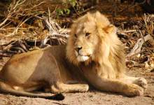 Safari Adventures in Botswana