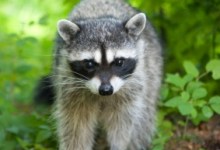 Wildlife Deserve a “Brake”