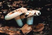 Magic Mushrooms, Fantastic Fungi