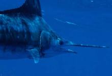Big Bounty on Billfish
