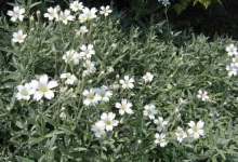 Silver Foliage Turns a Humdrum Bed into a Star