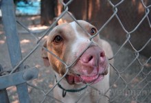 Supes Pass Spay/Neuter Ball Back to Staff
