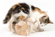 Cat Training