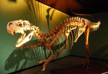 African Dinosaurs on Display