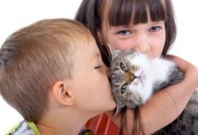 Be Kind to Animals