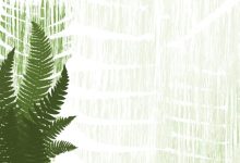 Ferns Are Good for Any Garden Situation