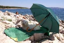 Tips for Traveling with Your Pet