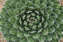 Debra Lee Baldwin’s Designing with Succulents