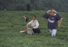 It’s Tea Time in America