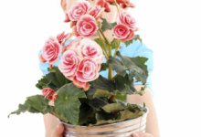 Give Plants to Remind Your Friends of You