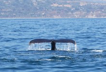 Slow: Whales Crossing