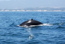 Whale Tales