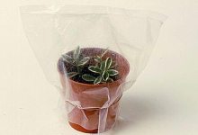 Homemade Hothouse