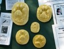 Tracks, Scats, Rubbermolds and Stories